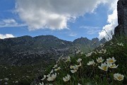 29 Vista in Corna Grande con  fioriture di camedrio alpino (Dryas octopetala)